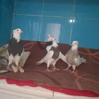 چهارتا کبوتر یکی ماده سه تا نر|پرنده|کنگاور, |دیوار