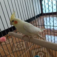 یک جفت عروس هلندی