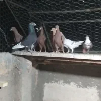 کبوتر|پرنده|رفسنجان, |دیوار