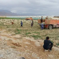 گروه پیاز کنی 12نفره باقیمت مناسب|خدمات باغبانی و درختکاری|جیرفت, |دیوار