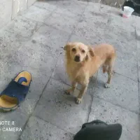 سلام دوتا سگ پامرین روباهی