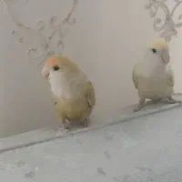 یک جفت طوطی برزیلی|پرنده|کرج, برغان|دیوار