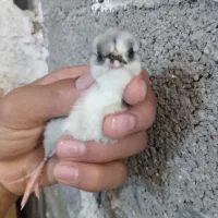 مرغ گلین لری پنگوئنی|حیوانات مزرعه|رامیان, |دیوار