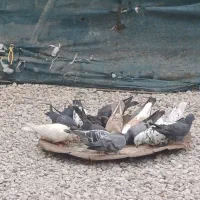 کبوتر همش روهم جفتی 300|پرنده|خورموج, |دیوار