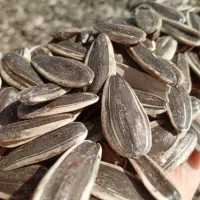 فروش تخمه کانادایی