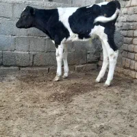 فروش ۸ راس گوساله نر|حیوانات مزرعه|قلندر آباد, |دیوار