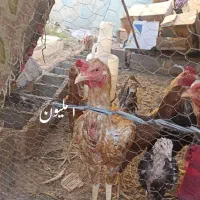 مرغ خروس نصل دار برای مال داری|پرنده|بمپور, |دیوار