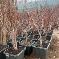 خدمات کاش و عرضه تمامی درختان گلدانی میوه ۲-۵ سال