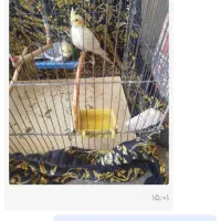 یک جفت عروس هلندی مولد|پرنده|رومشکان, |دیوار