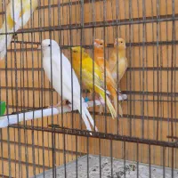 جوجه قناری ریزه خون