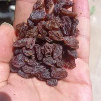 کشمش مویز آفتابی