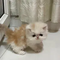 پرشین پشمالو عروسکی