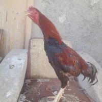 خروس لاری برزیلی