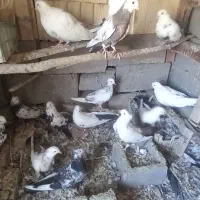 کفتر دمبی همه رنگ|پرنده|آذرشهر, |دیوار