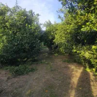 فروش-باغ-تامسون-3000متری-درآهنگر-کلای-بزرگ