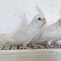 عروس هلندی آلبینو|پرنده|شیروان (خراسان), |دیوار