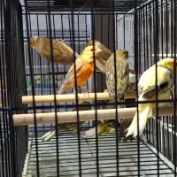 ۱۰ عدد قناری نر اماده|پرنده|مشهد, ایثار|دیوار