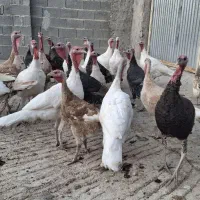 بوقلمون محلی