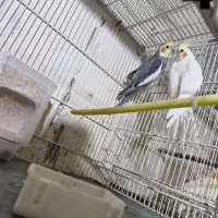 عروس هلندی|پرنده|شیروان (خراسان), |دیوار