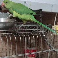 طوطی ملنگو پنج ماهه|پرنده|شیراز, فاضل|دیوار