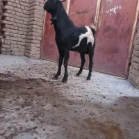 بز نر پاکستانی|حیوانات مزرعه|ابهر, |دیوار