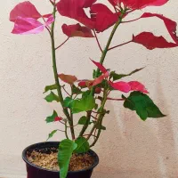 گل بنت قنسول|گل و گیاه طبیعی|شیراز, سینما سعدی|دیوار