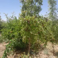 فروش فوری باغ بایک ساعت اب درخوسف|فروش دفتر صنعتی، کشاورزی، تجاری|خوسف, |دیوار