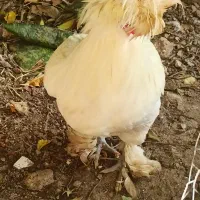 خروس کاکل دار سلطان تمیزوسالم