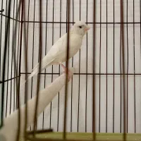 قناری نر|پرنده|برازجان, |دیوار