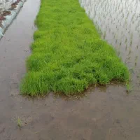 توم هاشمی سورتینگ