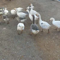 غازچاق گوشتی