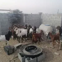 بز فروشی|حیوانات مزرعه|خرمشهر, |دیوار