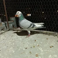 دورگ صید پرشی|پرنده|بجنورد, |دیوار