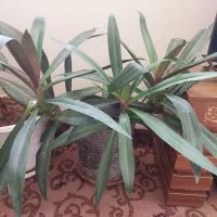 گلدان وگل طبیعی