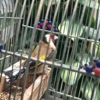 سهره سر سیاه گل دار