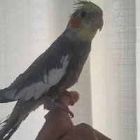 عروس هلندی ارام ودستی وسخنگو