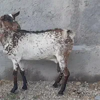 بز مخصوص داشت و گوشت