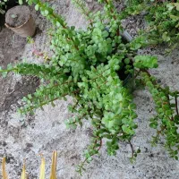 فروش انواع گلهای طبیعی|گل و گیاه طبیعی|بندر گناوه, |دیوار