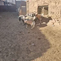 بره ماده چال|حیوانات مزرعه|جلگه رخ, |دیوار