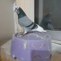 کبوتر صید شده