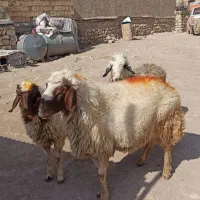 ورن به شرط پرش|حیوانات مزرعه|اسلامآباد غرب, |دیوار