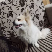 سگ پامر|سگ|یاسوج, |دیوار