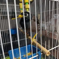 پرنده سخنگو|پرنده|شهریار, یوسف آباد صیرفی|دیوار