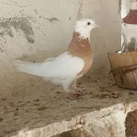 کبوتر|پرنده|کرخه, |دیوار