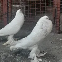 کبوتر ابومریم