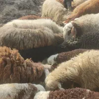 فروش گوسفند|حیوانات مزرعه|زرگرشهر, |دیوار