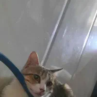 گربه گم شده در محدوده خیابان فرودگاه|حیوانات|زنجان, |دیوار