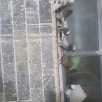 کبوتر|پرنده|نجفآباد, جلال آباد|دیوار