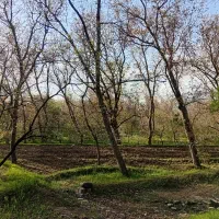 فروش باغ گردو درسرابی