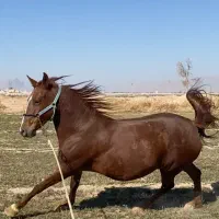 مادیون دیدنی|اسب و تجهیزات اسب‌سواری|مرودشت, ژیان|دیوار